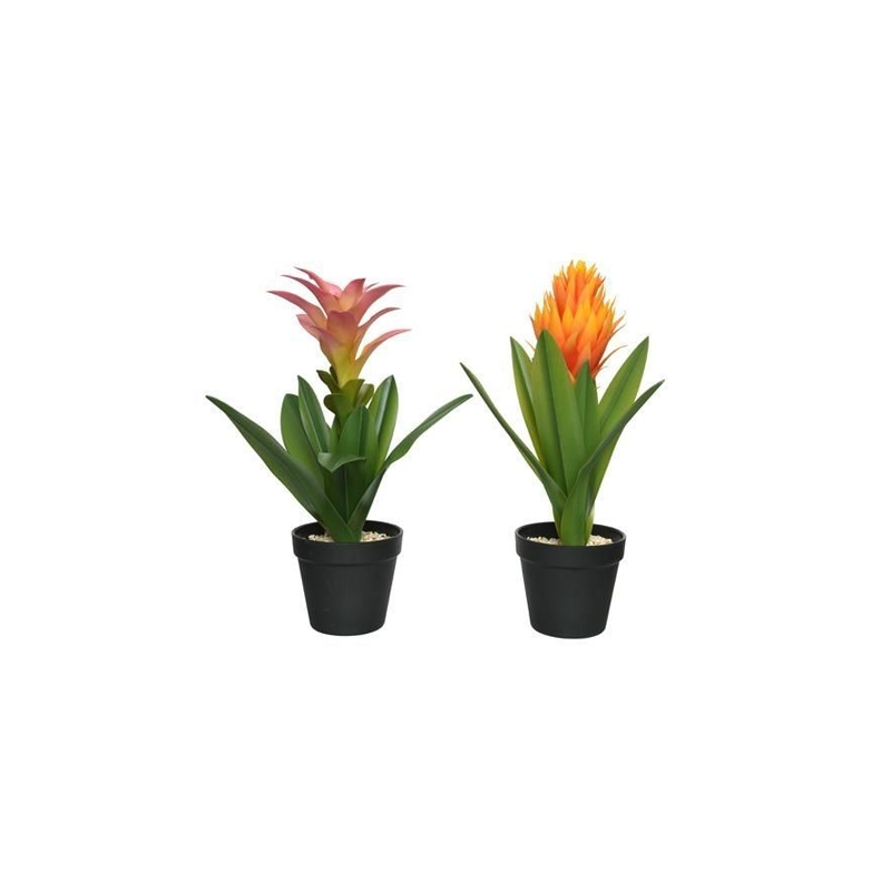 Lifestyle bromelia plc pot